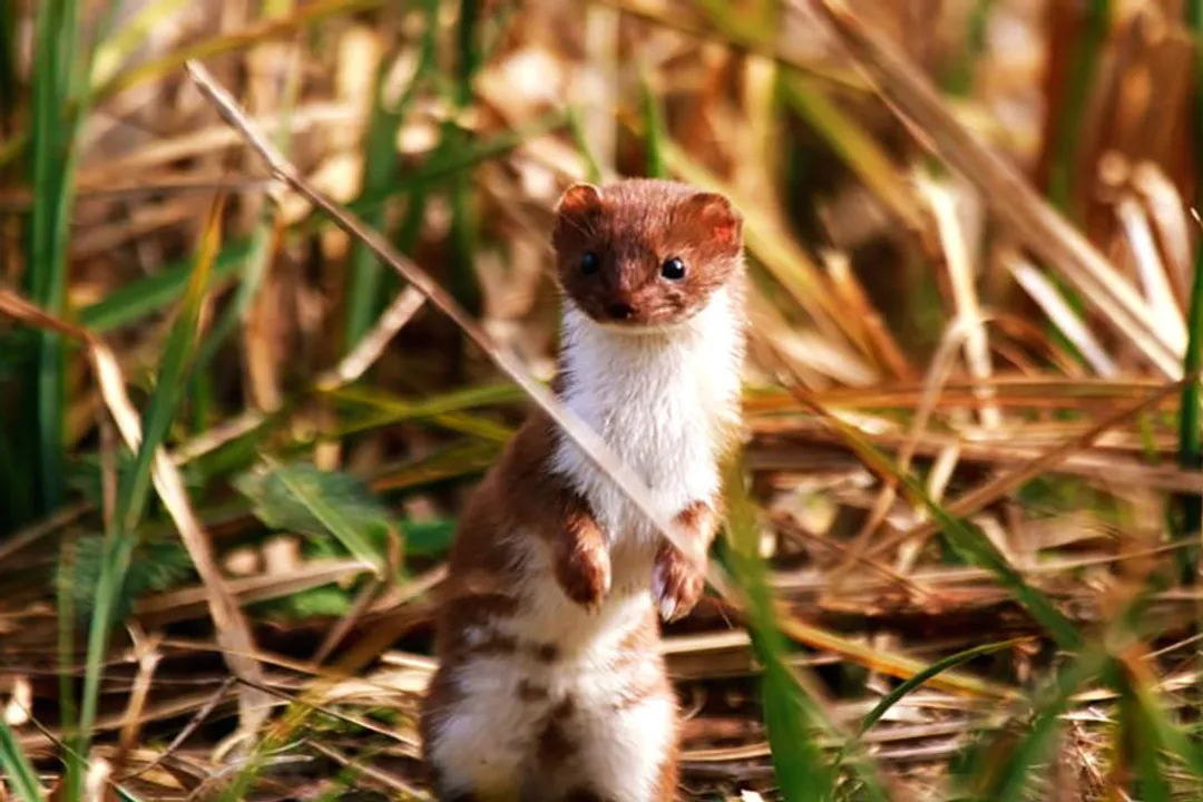 Weasel Diet, Metabolic Realities