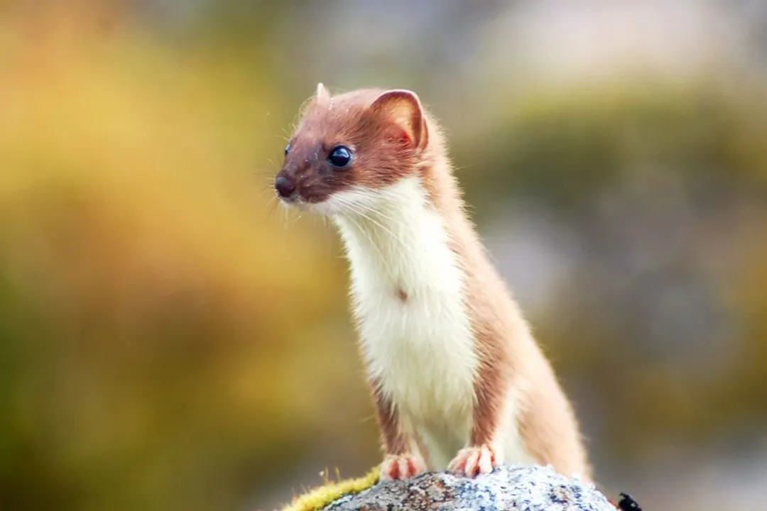 Weasel Diet, Opportunistic Feeding Cycles