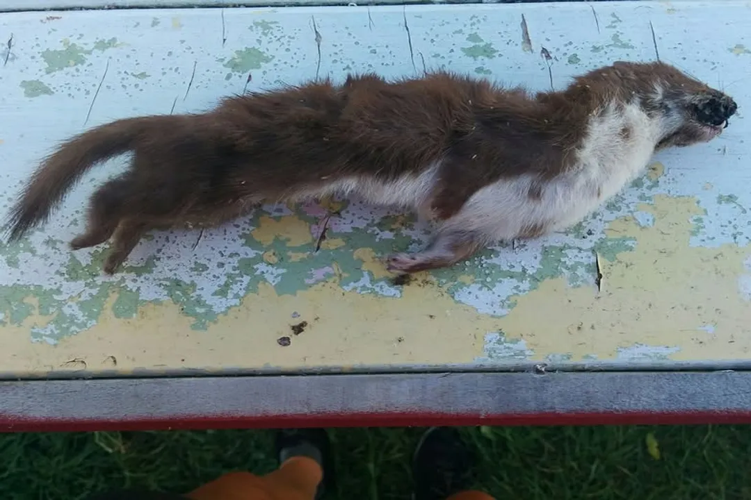 Weasel Diet, Hunting Tactics