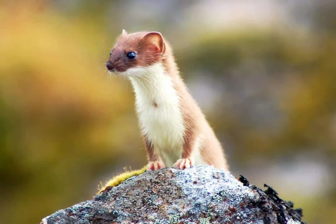 Weasel Diet, Primary Diet