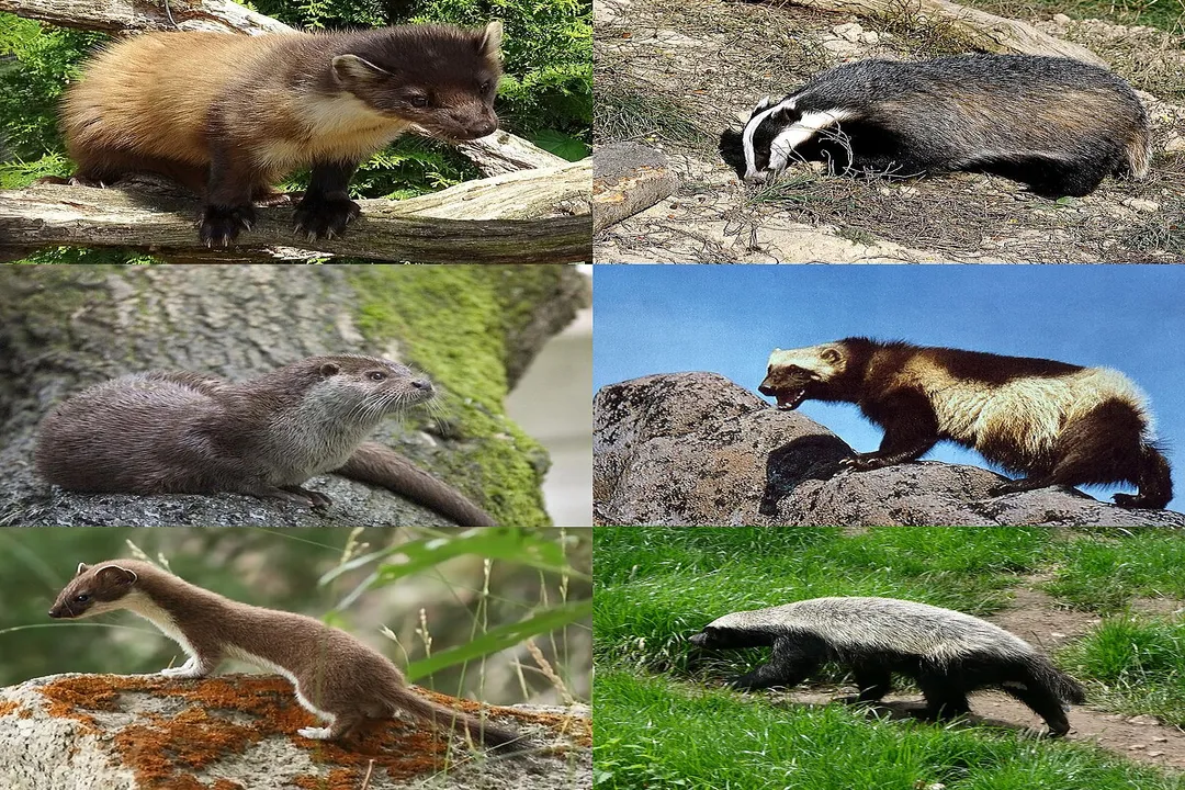 Weasel Evolution