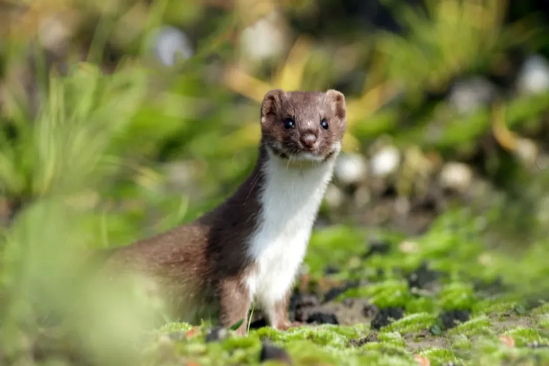 Weasel Facts, Form and Family