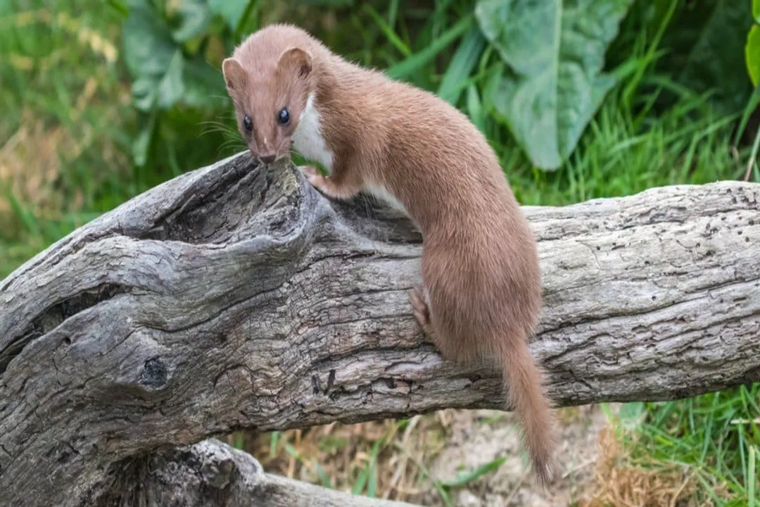 Weasel Facts, Winter Changes and Survival Tactics