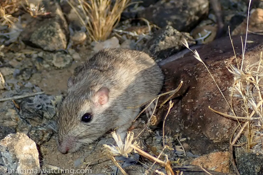 Weasel Locations, Species Distribution