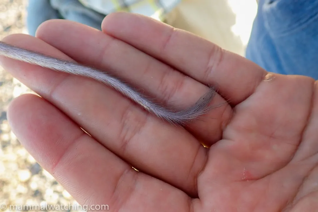 Weasel Locations, Cover Requirements