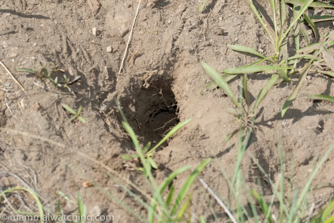 Weasel Locations, Midwestern Habitats