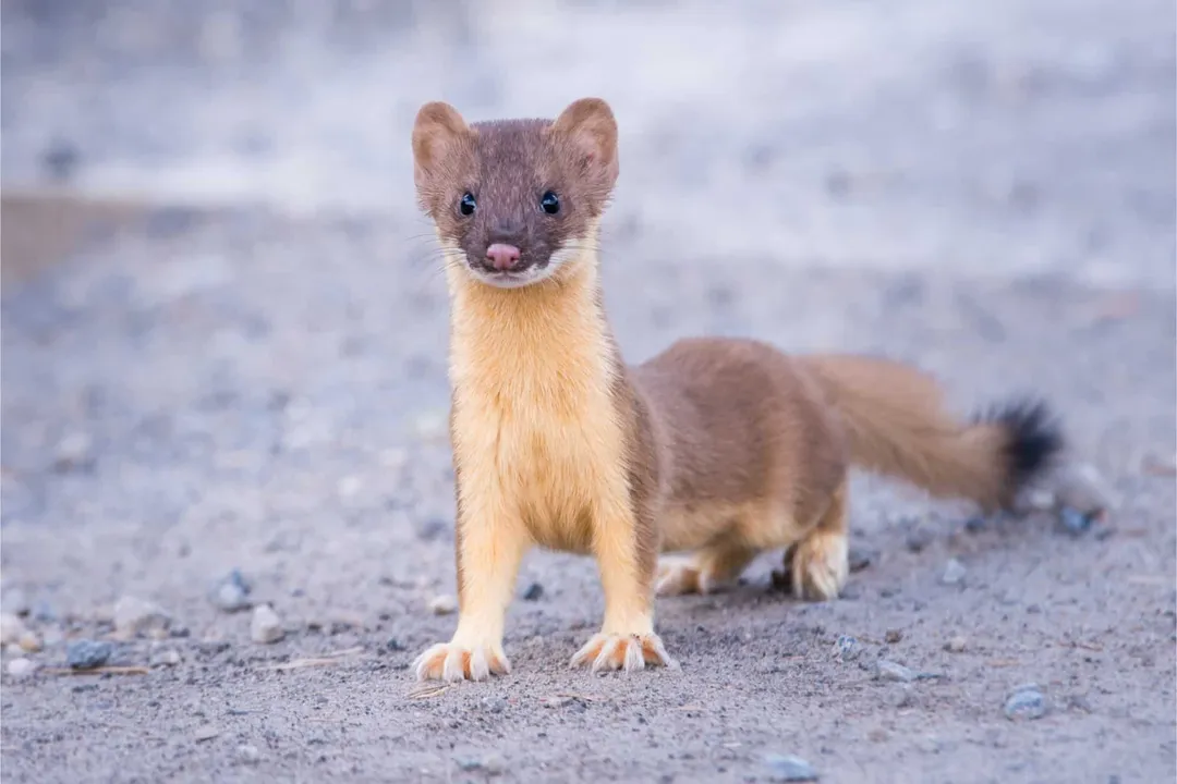 Weasel Scientific Classification, Kingdom Animalia