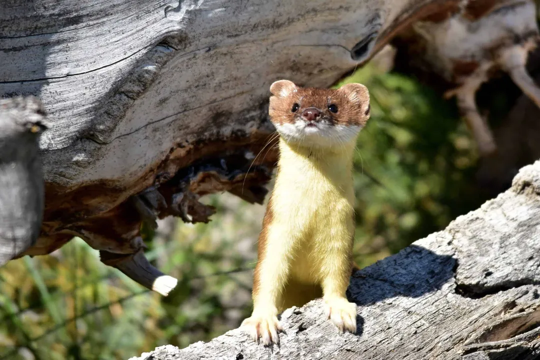 Weasel Scientific Classification, Class Mammalia
