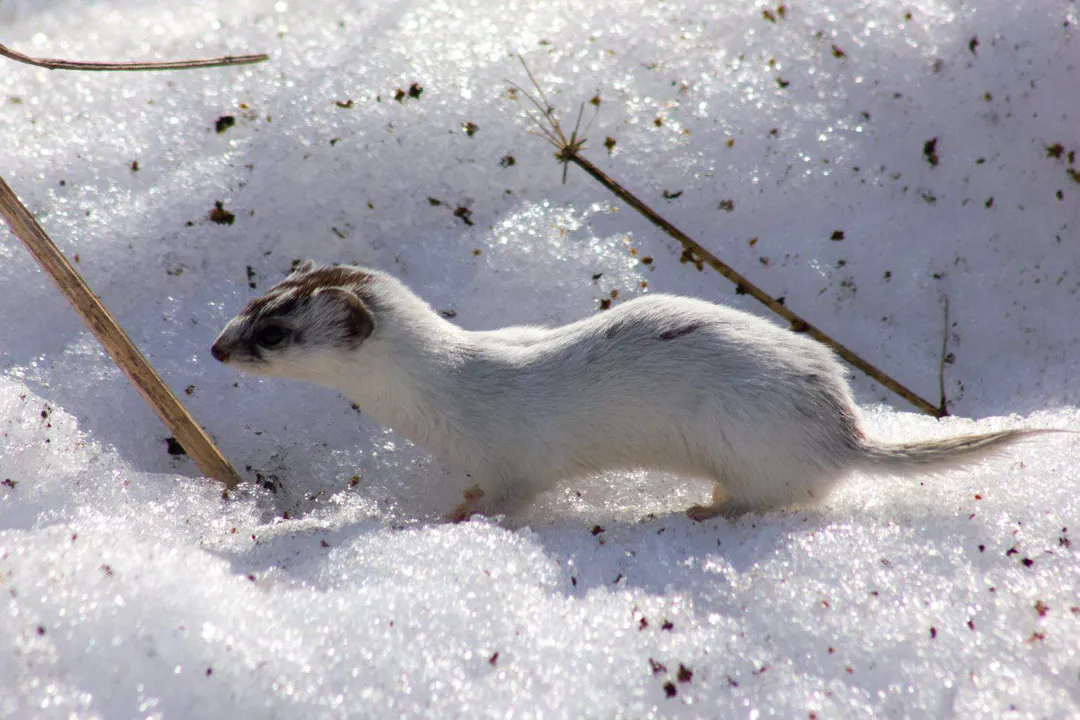 Weasel Scientific Classification, Order Carnivora