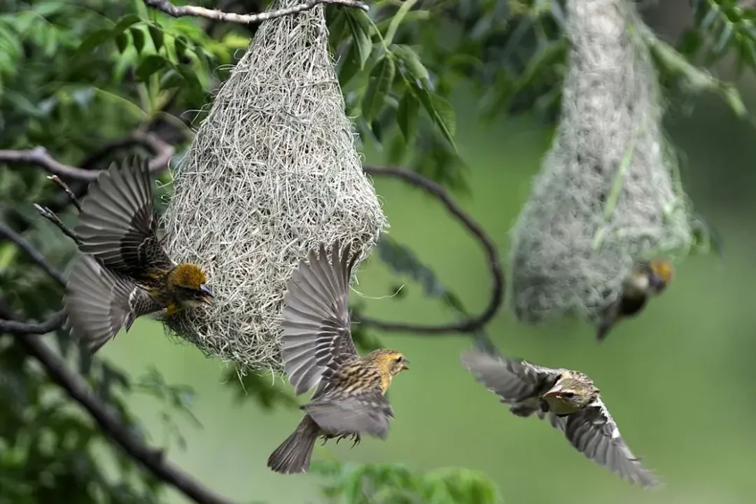 Weaver Birds Diet