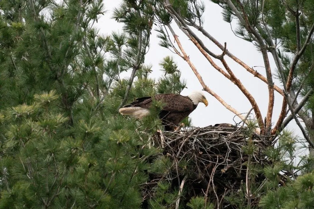 Weaver Birds Locations, Avian Engineering