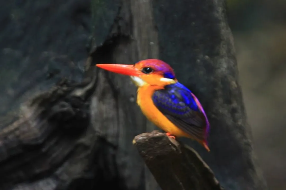 Weaver Birds Locations