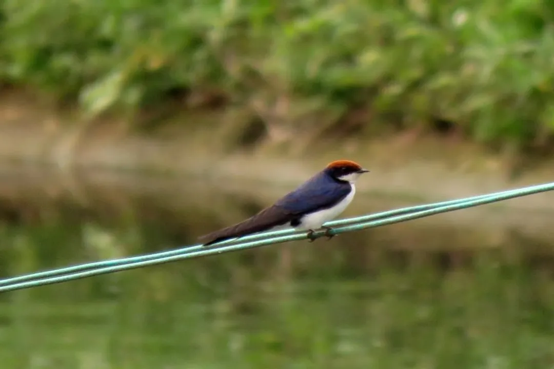 Weaver Birds Locations, Mating and Location Choice