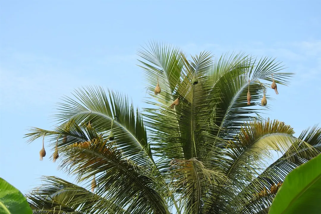 Weaver Birds Physical Characteristics, Coloration and Dimorphism