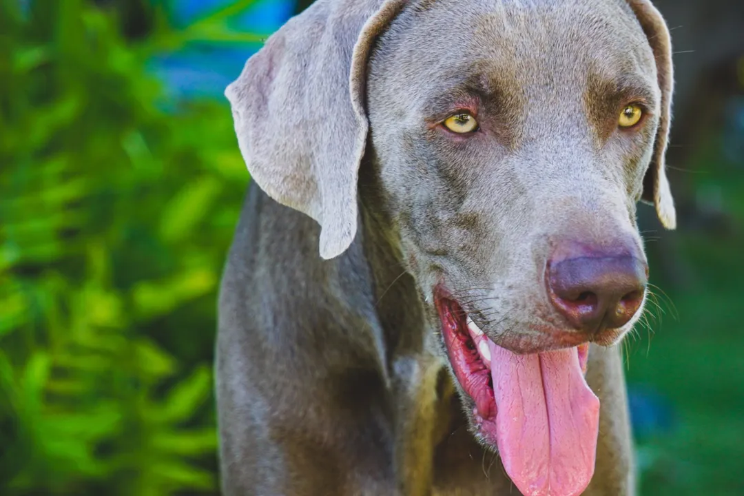 Weimaraner Diet, Life Stage Transition