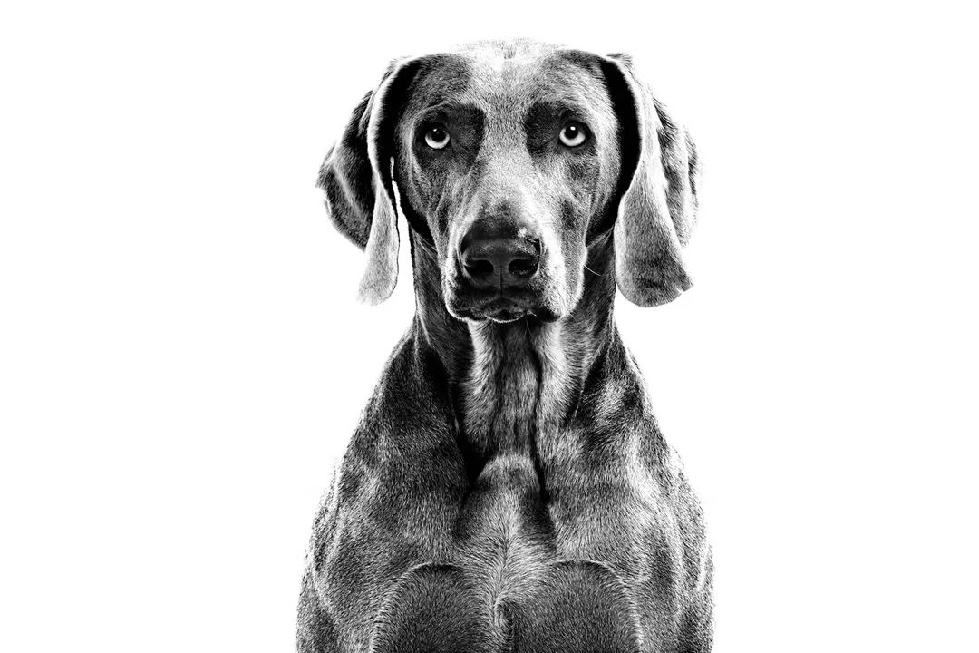 Weimaraner Diet, Puppy Growth