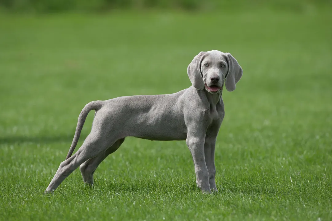 Weimaraner Diet, Breed Needs
