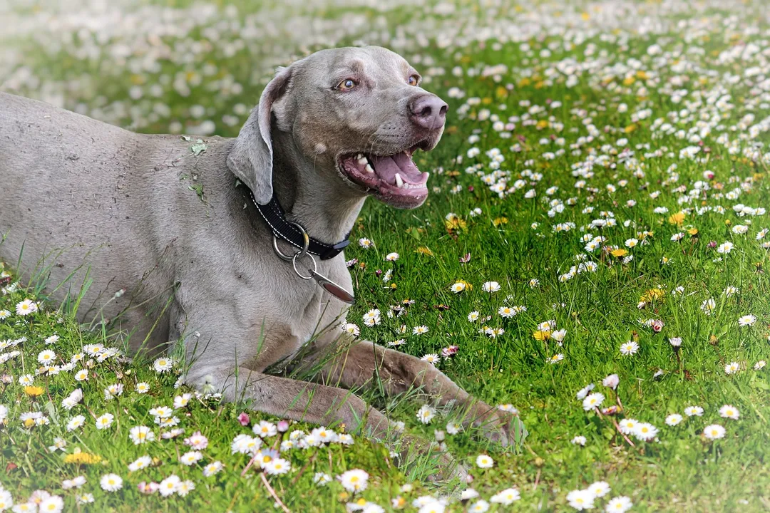 Weimaraner Evolution, Transition to Utility