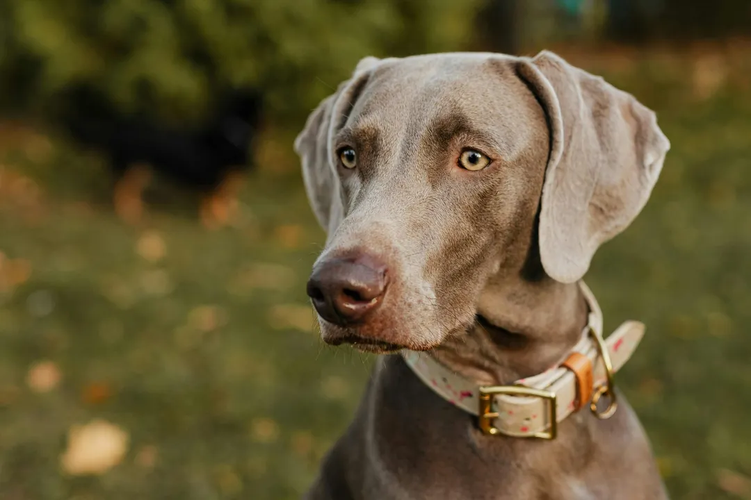 What was the original, defining goal for developing the Weimaraner in the early 19th century courts?