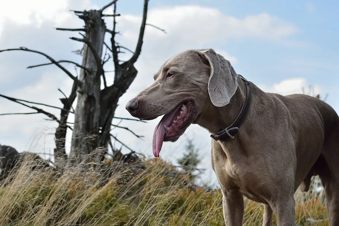 Weimaraner Evolution, Controlling the Lineage