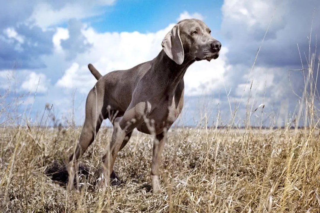 Weimaraner Evolution, The Gray Ghost