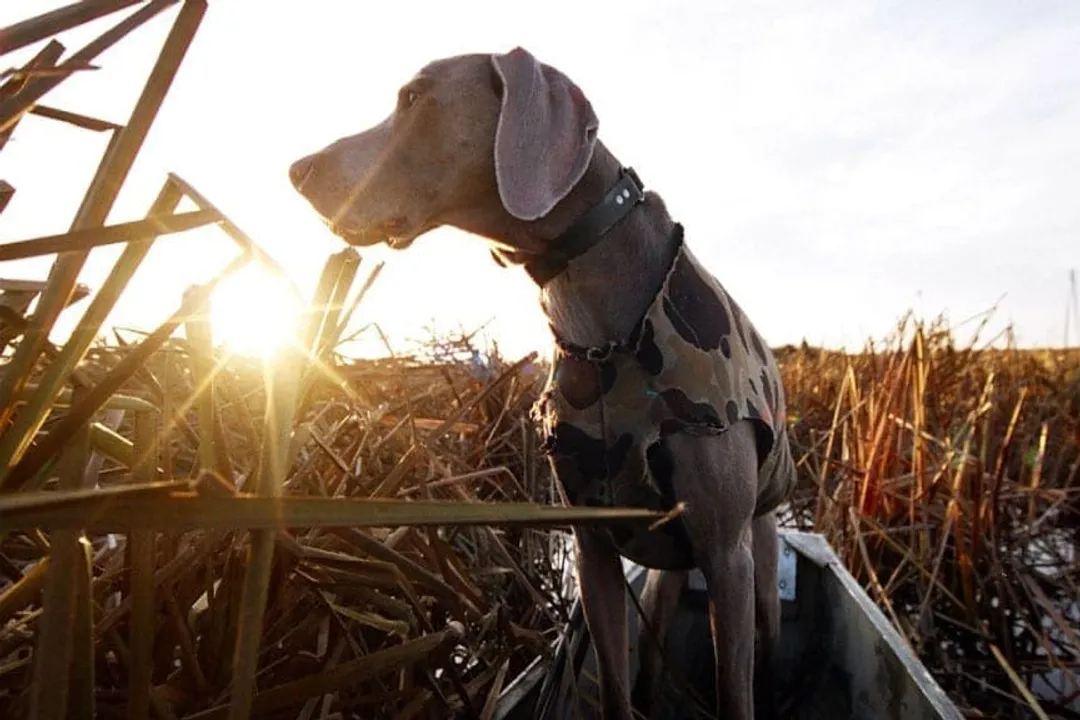 Weimaraner Evolution, German Roots