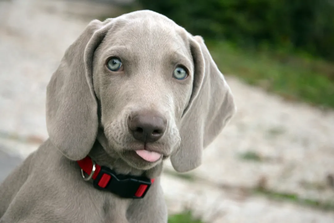 Weimaraner Facts, Temperament Profile