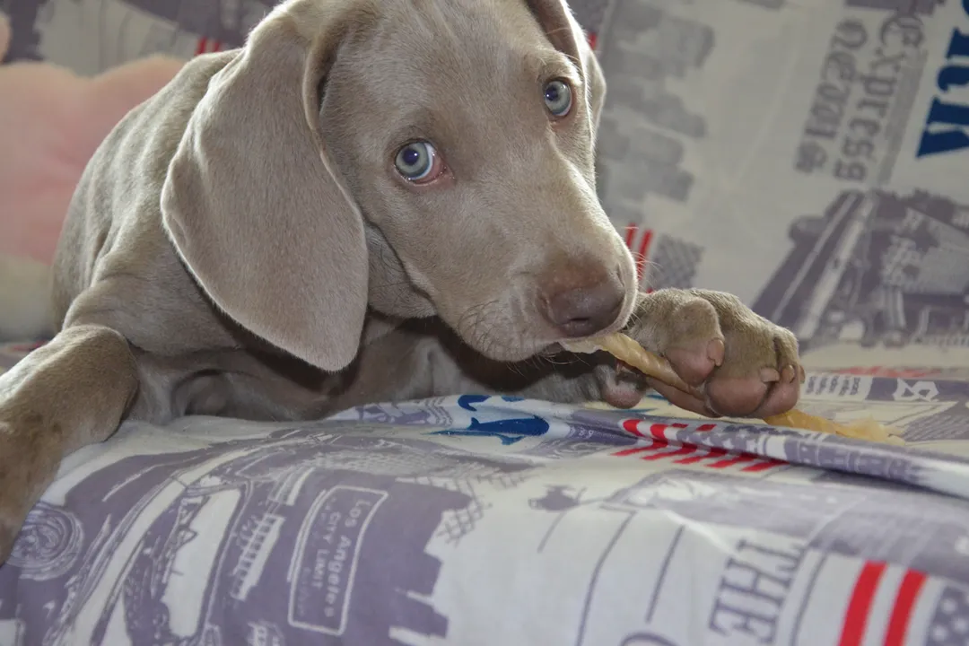 Weimaraner Facts, Exercise Needs