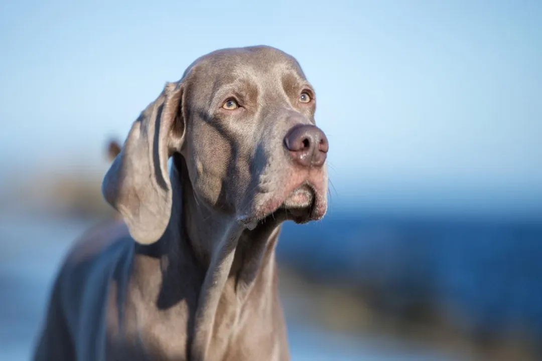 Which organization acts as the central authority and benchmark for quality within the Weimaraner breed in the country?