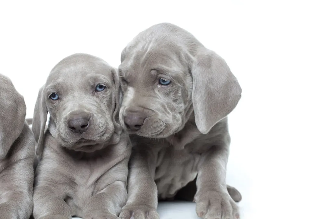 Weimaraner Locations, Breed Authority