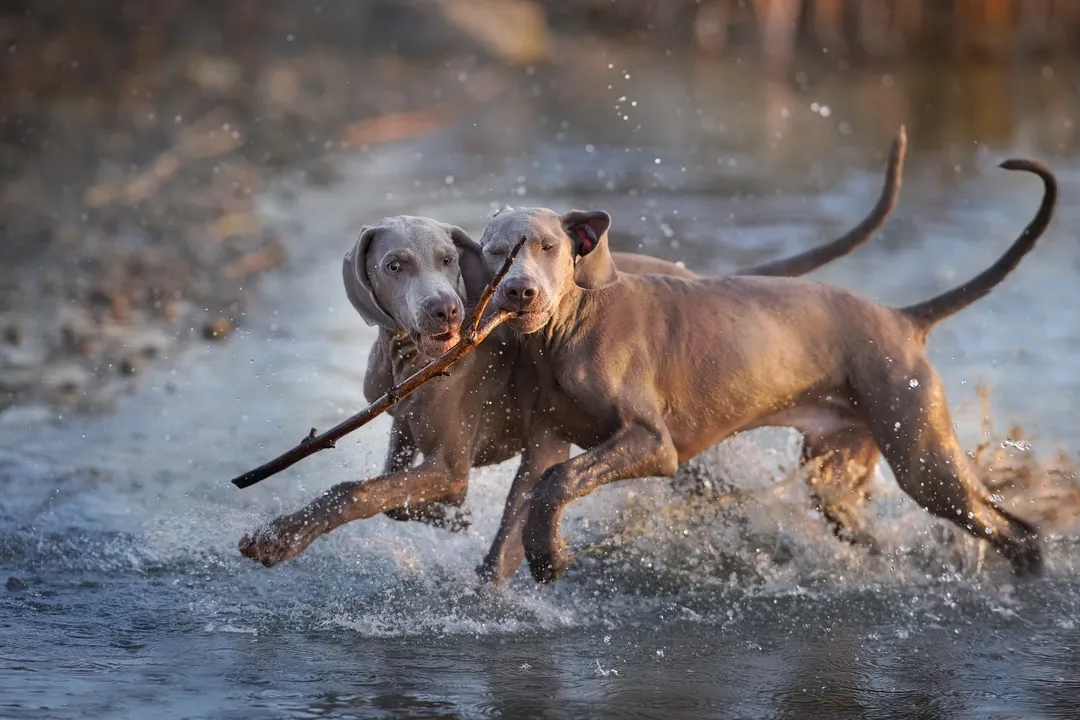 Weimaraner Physical Characteristics, Body Construction