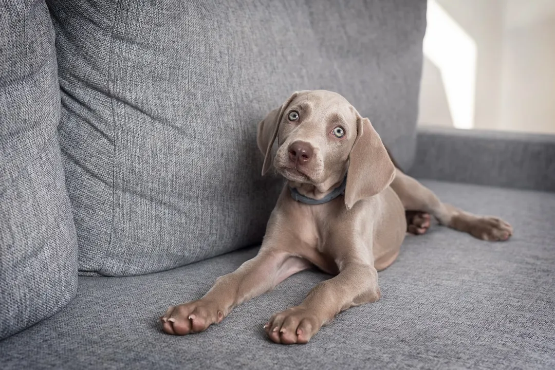 Weimaraner Physical Characteristics, Coat Color