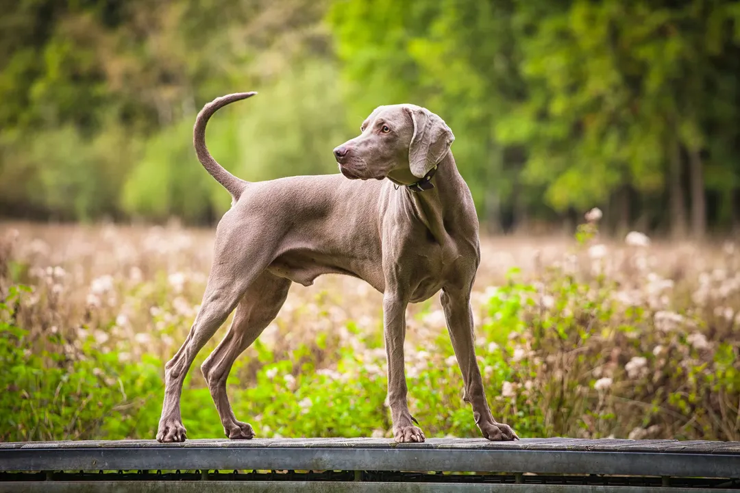 Weimaraner Physical Characteristics, Size Structure