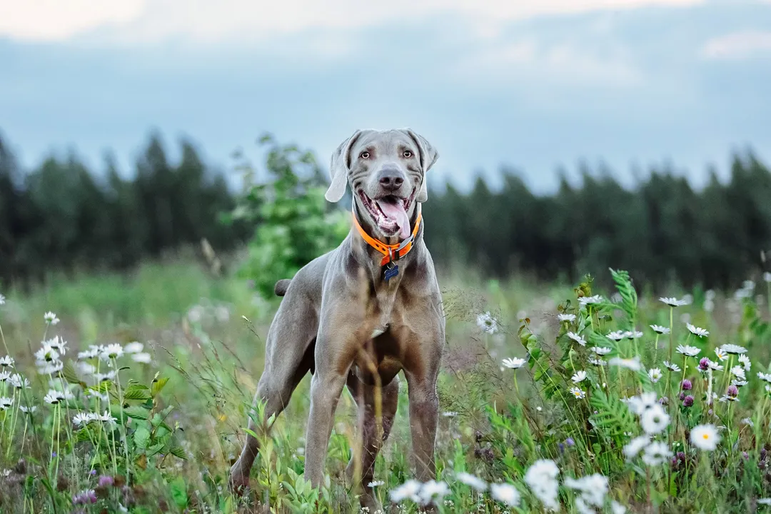Weimaraner Physical Characteristics, Head Features