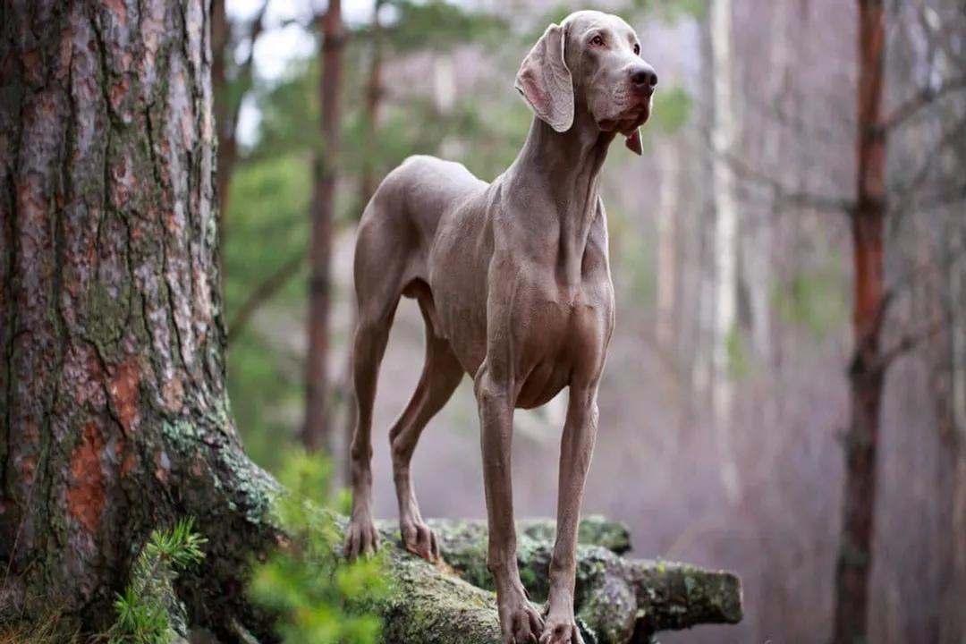 Weimaraner Scientific Classification, Domestic Status