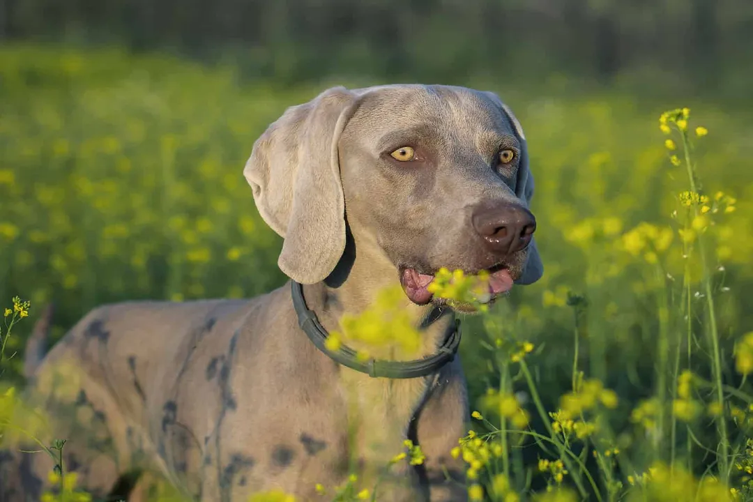 Weimaraner Scientific Classification, Canine Genus