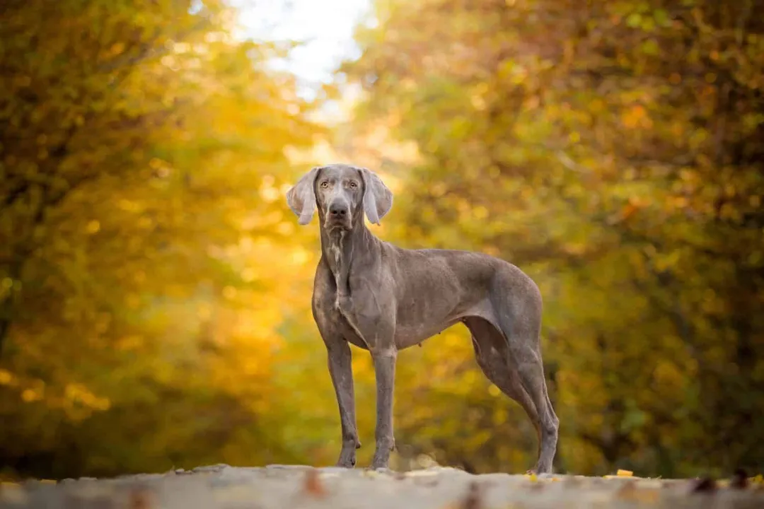 Weimaraner Scientific Classification, Kennel Grouping