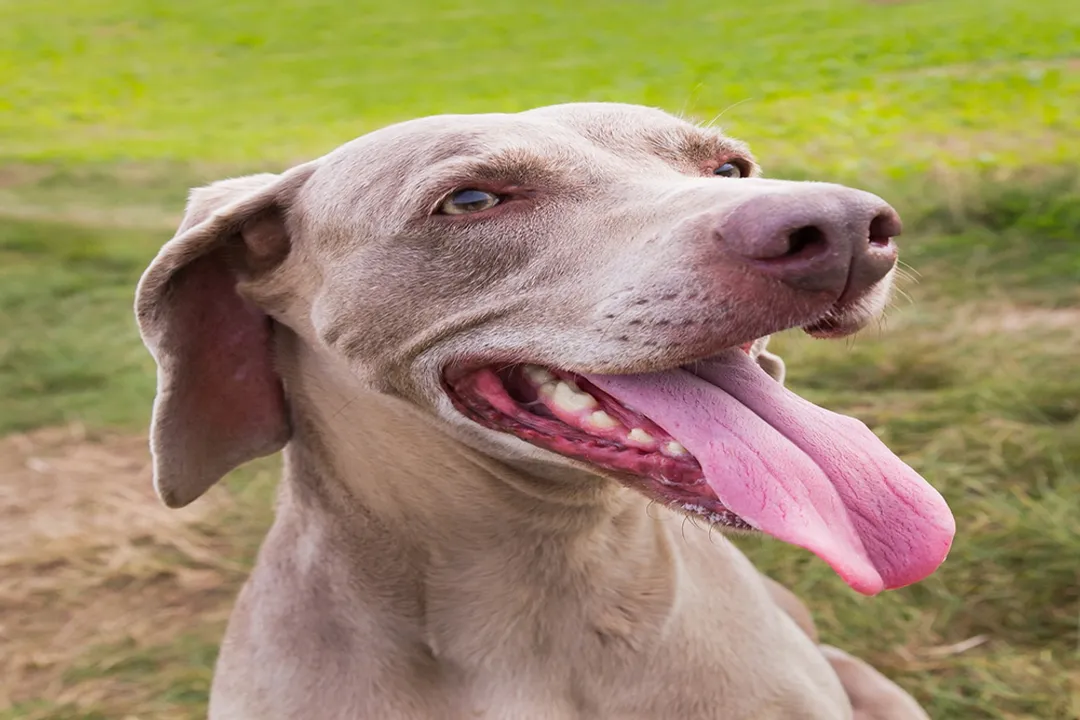 Weimardoodle Diet, Breed Baseline
