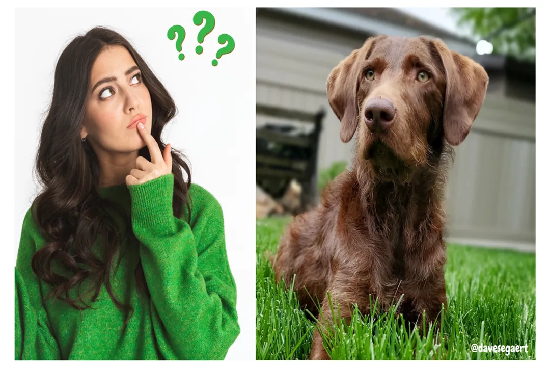 Weimardoodle Facts, Physical Traits