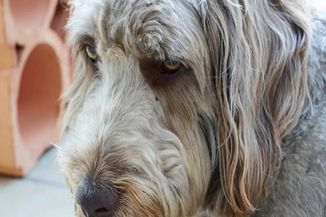 Weimardoodle Locations, Adoption Reality