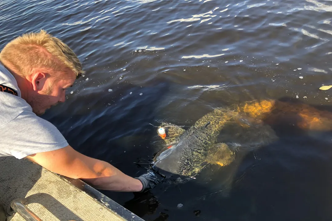 Wels Catfish Evolution, Lineage Traced