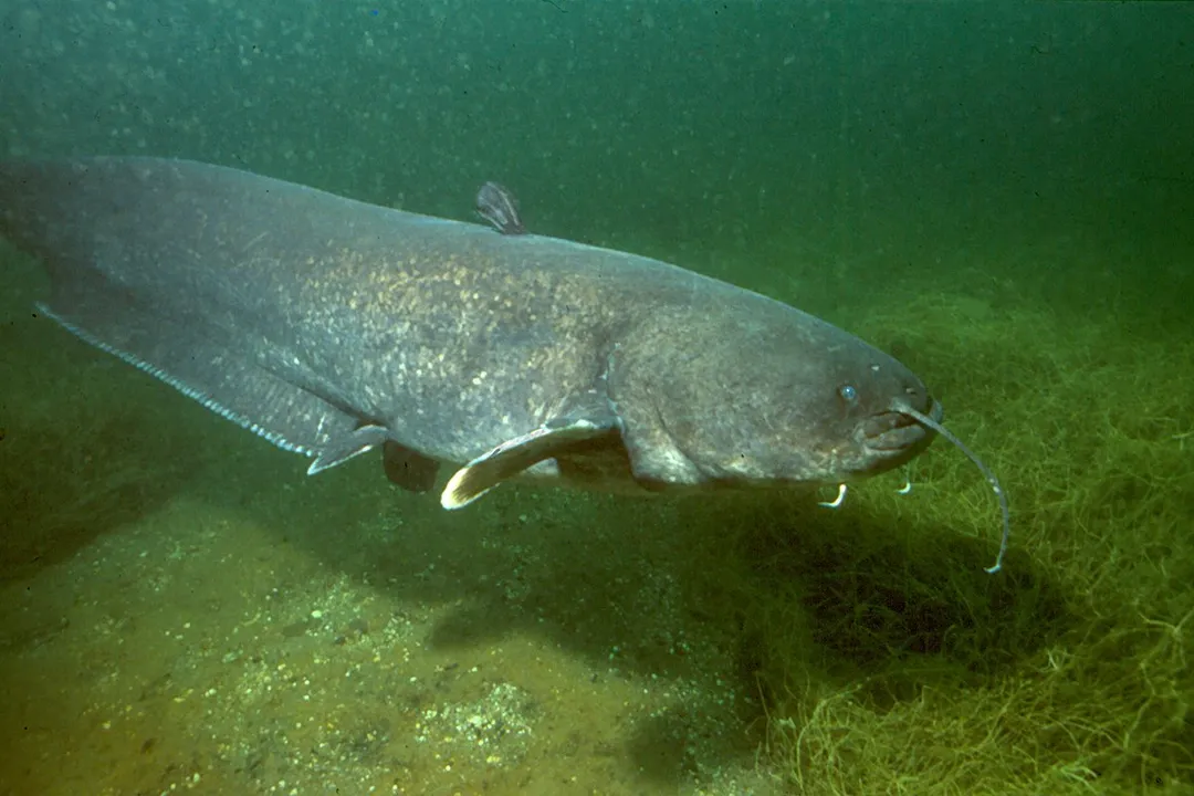 Wels Catfish Facts, Range Habitat