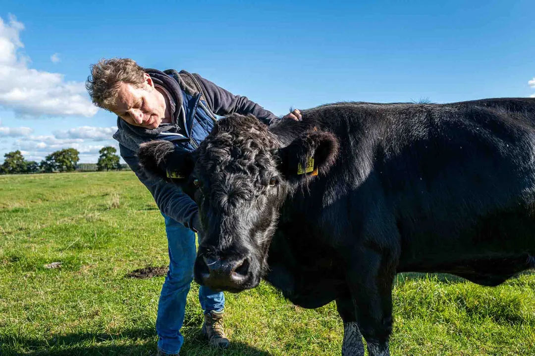 Welsh Black Cattle Diet, Seasonal Needs