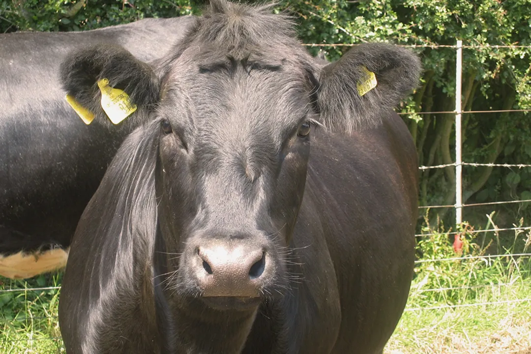 Welsh Black Cattle Locations, Global Presence