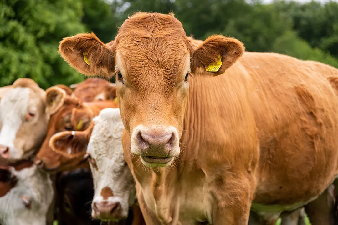 Welsh Black Cattle Locations, Ancient Homeland