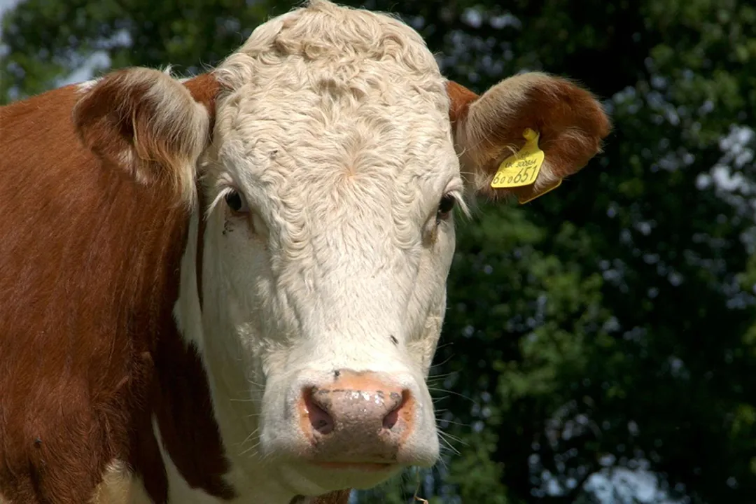 Welsh Black Cattle Locations, Breed Organizations