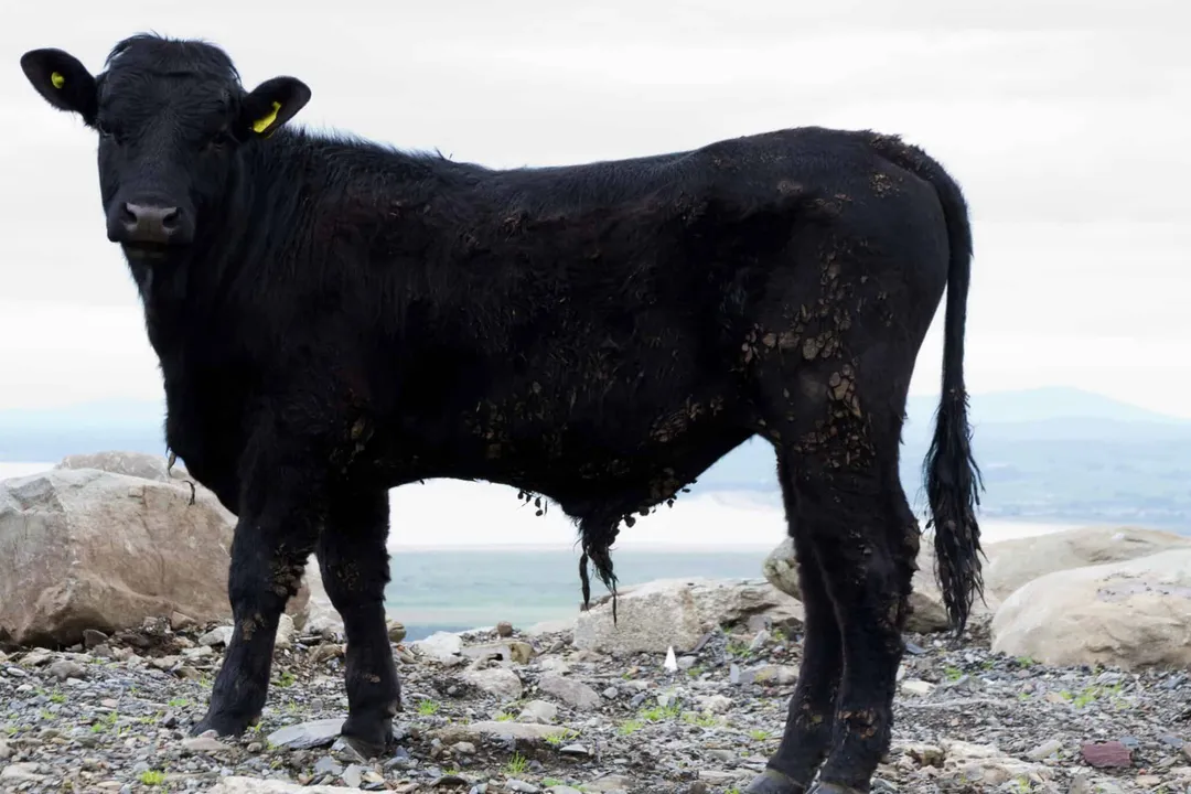 Welsh Black Cattle Physical Characteristics, Maternal Quality