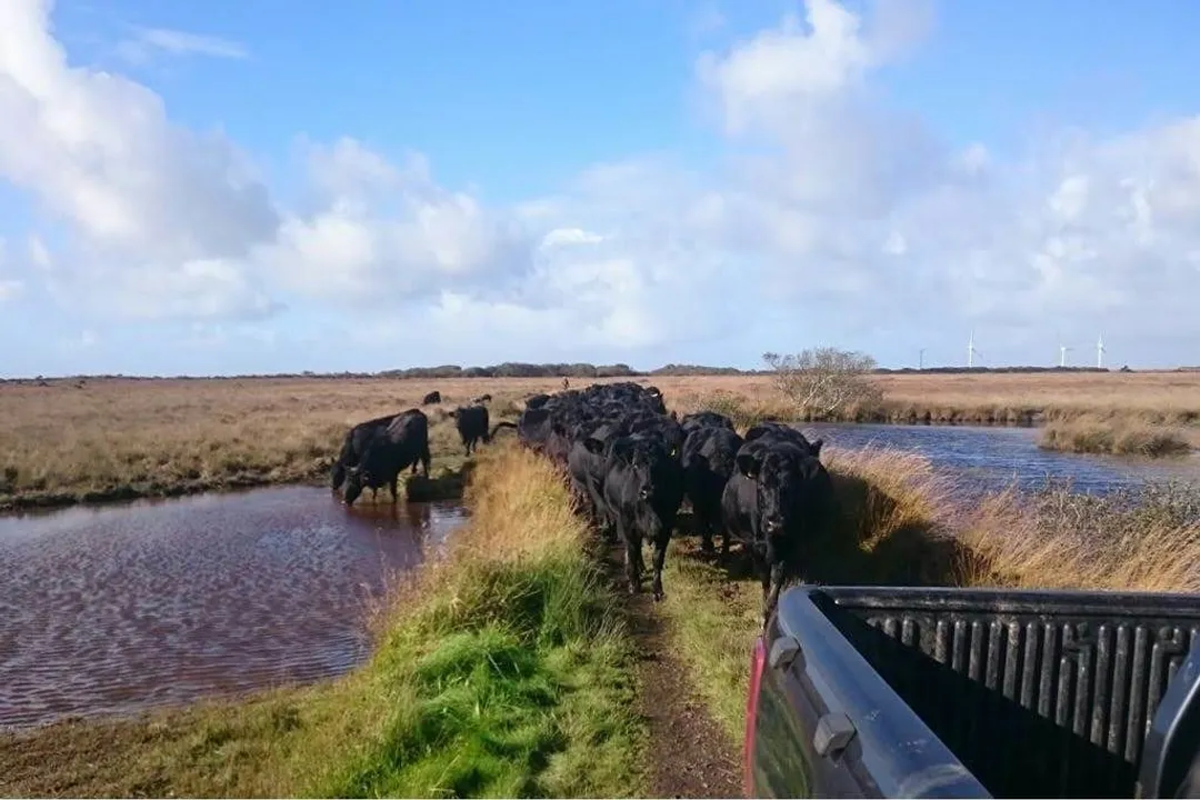 Welsh Black Cattle Physical Characteristics, Black Hue