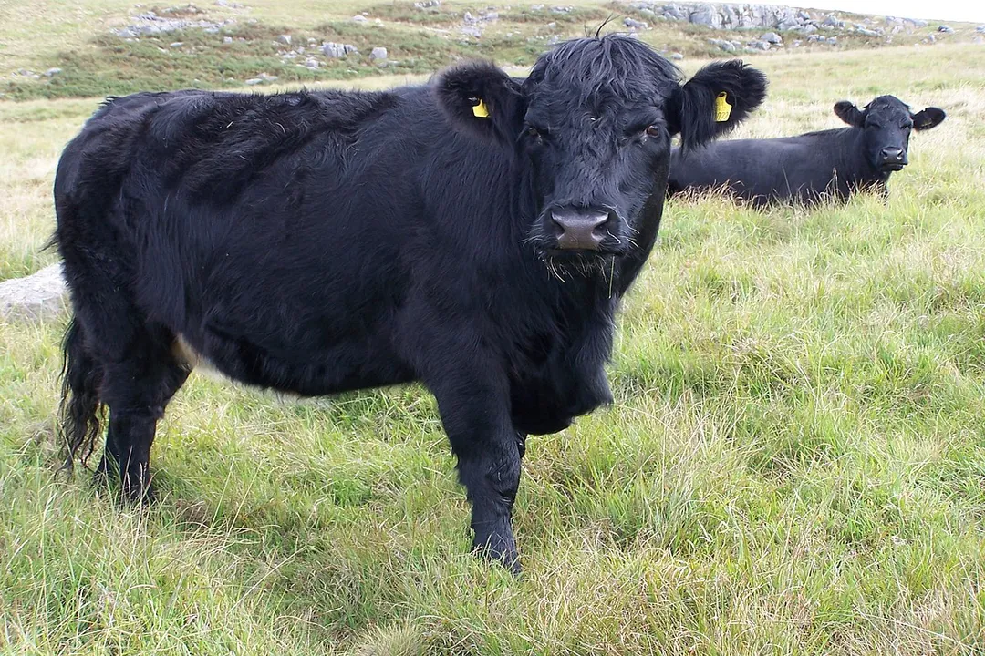 Welsh Black Cattle Scientific Classification, Breed Stratification