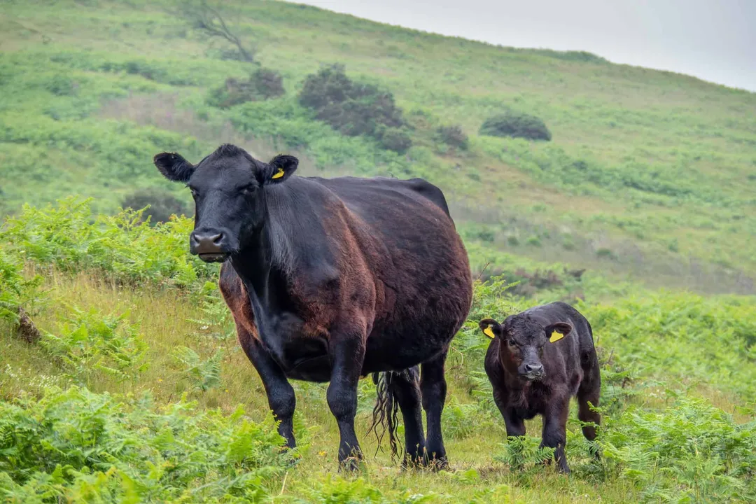 Welsh Black Cattle Scientific Classification, Species Designation
